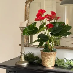 Plant in a Box Flamingoplant - Anthurium 'Madural Red' - Hoogte 55-70cm - ø17cm Outlet