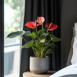 Plant in a Box Flamingoplant - Anthurium 'Madural Red' - Hoogte 55-70cm - ø17cm Outlet