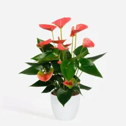 Plant in a Box Flamingoplant - Anthurium 'Sweet Dream' - Hoogte 35-45cm - ø12cm Outlet