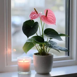 Plant in a Box Flamingoplant - Anthurium 'Sweet Dream' - Hoogte 35-45cm - ø12cm Outlet