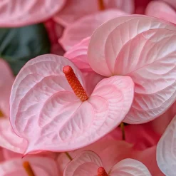 Plant in a Box Flamingoplant - Anthurium 'Sweet Dream' - Hoogte 35-45cm - ø12cm Outlet