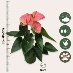 Plant in a Box Flamingoplant - Anthurium 'Sweet Dream' - Hoogte 35-45cm - ø12cm Outlet