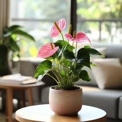 Plant in a Box Flamingoplant - Anthurium 'Sweet Dream' - Hoogte 35-45cm - ø12cm Outlet
