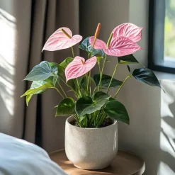 Plant in a Box Flamingoplant - Anthurium 'Sweet Dream' - Hoogte 35-45cm - ø12cm Outlet