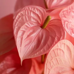 Plant in a Box Flamingoplant - Anthurium 'Sweet Dream' - Hoogte 35-45cm - ø12cm Outlet