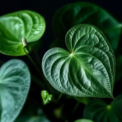 Plant in a Box Flamingoplant - Anthurium 'Sweet Dream' - Hoogte 35-45cm - ø12cm Outlet