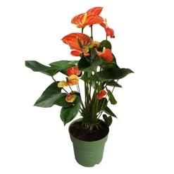 Plant in a Box Flamingoplant - Anthurium 'Madural Orange' - Hoogte 55-70cm - ø17cm Clearance