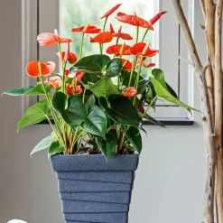 Plant in a Box Flamingoplant - Anthurium 'Madural Orange' - Hoogte 55-70cm - ø17cm Clearance