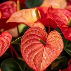 Plant in a Box Flamingoplant - Anthurium 'Madural Orange' - Hoogte 55-70cm - ø17cm Clearance