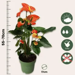 Plant in a Box Flamingoplant - Anthurium 'Madural Orange' - Hoogte 55-70cm - ø17cm Clearance