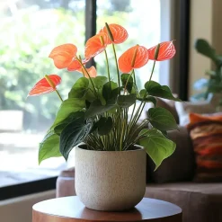 Plant in a Box Flamingoplant - Anthurium 'Madural Orange' - Hoogte 55-70cm - ø17cm Clearance