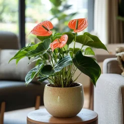 Plant in a Box Flamingoplant - Anthurium 'Madural Orange' - Hoogte 55-70cm - ø17cm Clearance
