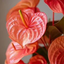Plant in a Box Flamingoplant - Anthurium 'Madural Orange' - Hoogte 55-70cm - ø17cm Clearance