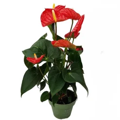 Plant in a Box Flamingoplant - Anthurium 'Madural Red' - Hoogte 40-45cm - ø14cm Hot