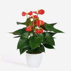 Plant in a Box Flamingoplant - Anthurium 'Madural Red' - Hoogte 40-45cm - ø14cm Hot