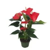 Plant in a Box Flamingoplant - Anthurium 'Royal Champion' - Hoogte 35-45cm - ø12cm Clearance