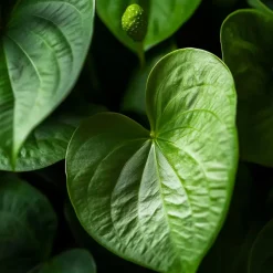 Plant in a Box Flamingoplant - Anthurium 'Royal Champion' - Hoogte 35-45cm - ø12cm Clearance