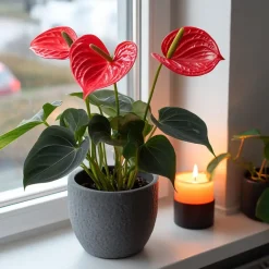 Plant in a Box Flamingoplant - Anthurium 'Royal Champion' - Hoogte 35-45cm - ø12cm Clearance