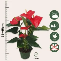 Plant in a Box Flamingoplant - Anthurium 'Royal Champion' - Hoogte 35-45cm - ø12cm Clearance