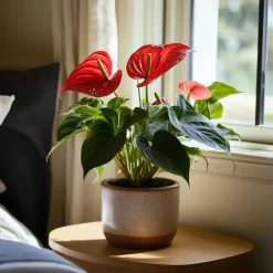 Plant in a Box Flamingoplant - Anthurium 'Royal Champion' - Hoogte 35-45cm - ø12cm Clearance