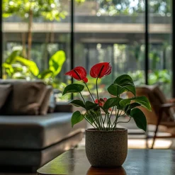 Plant in a Box Flamingoplant - Anthurium 'Royal Champion' - Hoogte 35-45cm - ø12cm Clearance