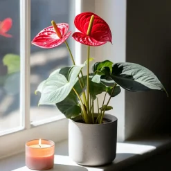 Plant in a Box Flamingoplant - Anthurium 'Royal Champion' - Hoogte 35-45cm - ø12cm Clearance