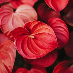 Plant in a Box Flamingoplant - Anthurium 'Royal Champion' - Hoogte 35-45cm - ø12cm Clearance