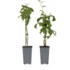 Plant in a Box Frambozenplant - Set van 2 - Rubus 'Malling Promise' - Hoogte 50-60cm - ⌀15cm Discount