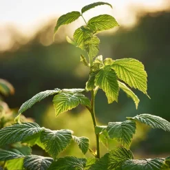 Plant in a Box Frambozenplant - Set van 2 - Rubus 'Malling Promise' - Hoogte 50-60cm - ⌀15cm Discount