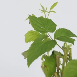 Plant in a Box Frambozenplant - Set van 2 - Rubus 'Malling Promise' - Hoogte 50-60cm - ⌀15cm Discount