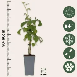 Plant in a Box Frambozenplant - Set van 2 - Rubus 'Malling Promise' - Hoogte 50-60cm - ⌀15cm Discount