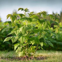 Plant in a Box Frambozenplant - Set van 2 - Rubus 'Malling Promise' - Hoogte 50-60cm - ⌀15cm Discount