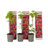 Plant in a Box Frambozenplant - Set van 3 - Rubus ideaus 'Autumn Bliss' - Hoogte 25-40cm - ⌀9cm Discount