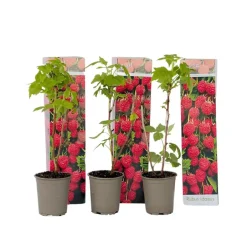 Plant in a Box Frambozenplant - Set van 3 - Rubus ideaus 'Autumn Bliss' - Hoogte 25-40cm - ⌀9cm Discount