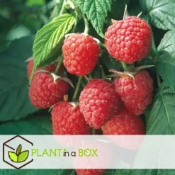 Plant in a Box Frambozenplant - Set van 3 - Rubus ideaus 'Autumn Bliss' - Hoogte 25-40cm - ⌀9cm Discount