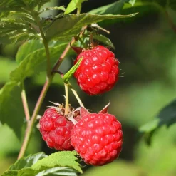 Plant in a Box Frambozenplant - Set van 3 - Rubus ideaus 'Autumn Bliss' - Hoogte 25-40cm - ⌀9cm Discount