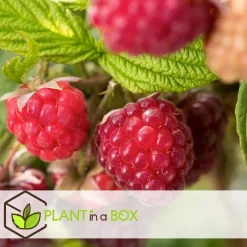 Plant in a Box Frambozenplant - Set van 3 - Rubus ideaus 'Autumn Bliss' - Hoogte 25-40cm - ⌀9cm Discount