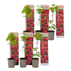 Plant in a Box Frambozenplant - Set van 6 - Rubus ideaus 'Autumn Bliss' - Hoogte 25-40cm - ⌀9cm Outlet