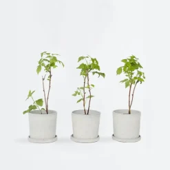 Plant in a Box Frambozenplant - Set van 6 - Rubus ideaus 'Autumn Bliss' - Hoogte 25-40cm - ⌀9cm Outlet