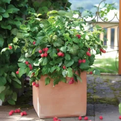Plant in a Box Frambozenplant - Set van 6 - Rubus ideaus 'Autumn Bliss' - Hoogte 25-40cm - ⌀9cm Outlet