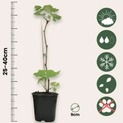 Plant in a Box Frambozenplant - Set van 6 - Rubus ideaus 'Autumn Bliss' - Hoogte 25-40cm - ⌀9cm Outlet