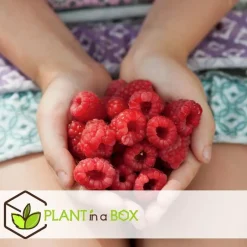 Plant in a Box Frambozenplant - Set van 6 - Rubus ideaus 'Autumn Bliss' - Hoogte 25-40cm - ⌀9cm Outlet