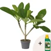 Plant in a Box Frangipani Hawaii + plantenvoeding - Plumeria rubra - Hoogte 45-55cm - ⌀17cm Sale