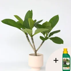 Plant in a Box Frangipani Hawaii + plantenvoeding - Plumeria rubra - Hoogte 45-55cm - ⌀17cm Sale