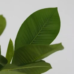 Plant in a Box Frangipani Hawaii + plantenvoeding - Plumeria rubra - Hoogte 45-55cm - ⌀17cm Sale