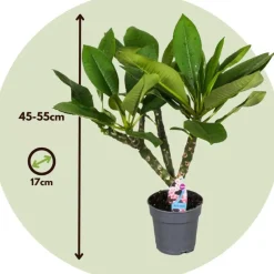 Plant in a Box Frangipani Hawaii + plantenvoeding - Plumeria rubra - Hoogte 45-55cm - ⌀17cm Sale