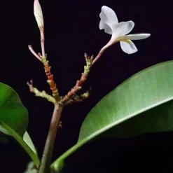 Plant in a Box Frangipani Hawaii - Plumeria rubra 'Hawaii' - Hoogte 45-55cm - ⌀17cm New