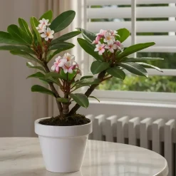 Plant in a Box Frangipani Hawaii - Plumeria rubra 'Hawaii' - Hoogte 45-55cm - ⌀17cm New