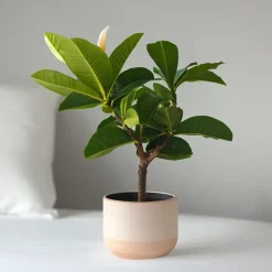 Plant in a Box Frangipani Hawaii - Plumeria rubra 'Hawaii' - Hoogte 45-55cm - ⌀17cm New