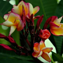 Plant in a Box Frangipani Hawaii - Plumeria rubra 'Hawaii' - Hoogte 45-55cm - ⌀17cm New